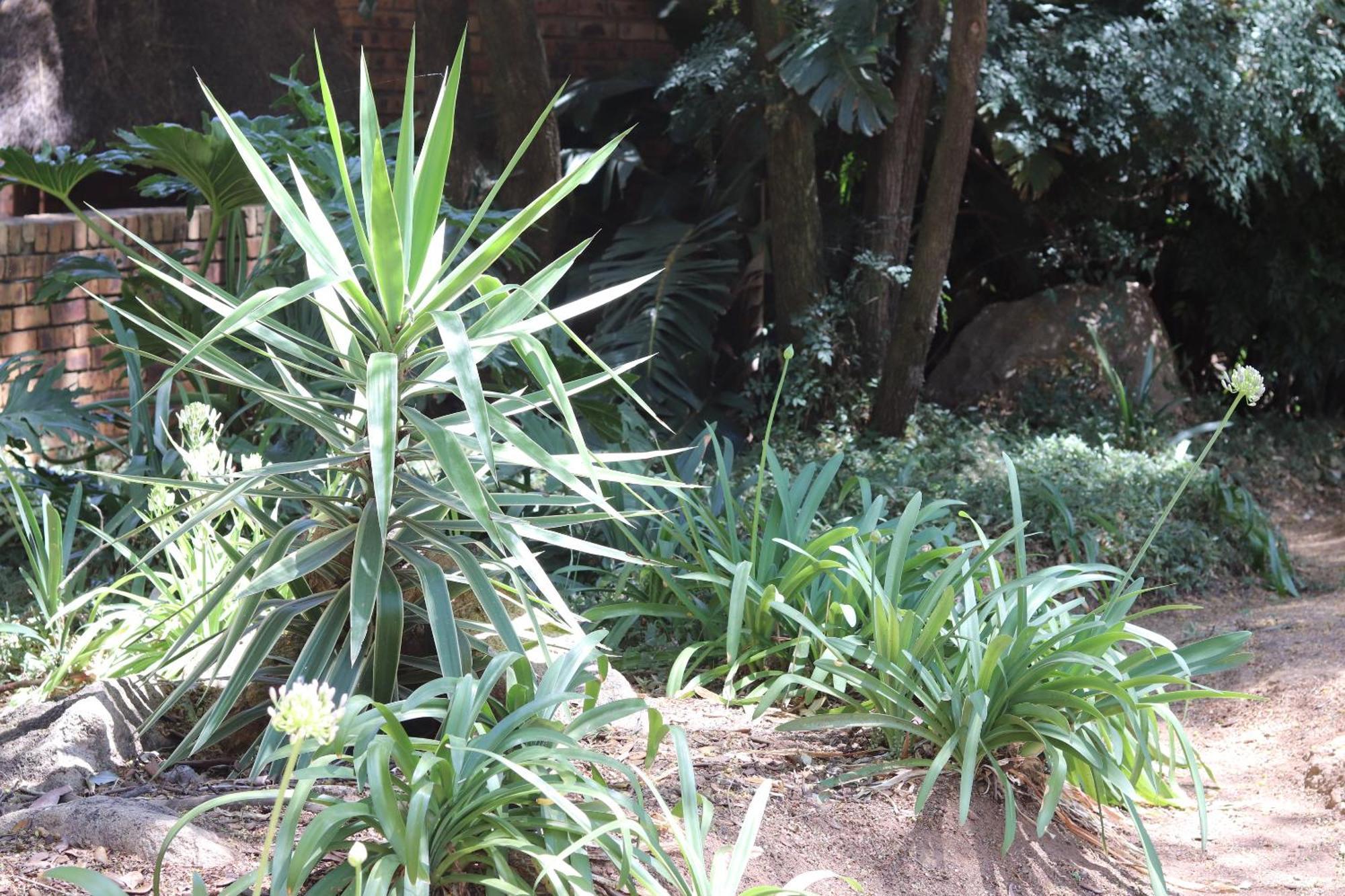 Khaya Africa Guesthouse Midrand Εξωτερικό φωτογραφία